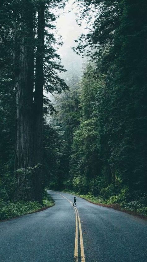 Tall Trees, Green Trees, The Middle, Trees, Road, Green