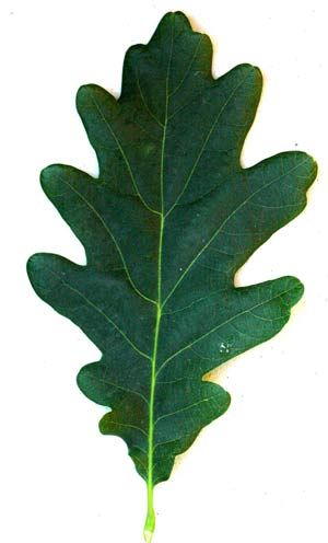 Oak Leaf Tattoos, Oak Tree Drawings, Woodland Activities, Tree Identification, Leaf Outline, Leaf Images, Leaf Drawing, 5 To 7, Tree Drawing