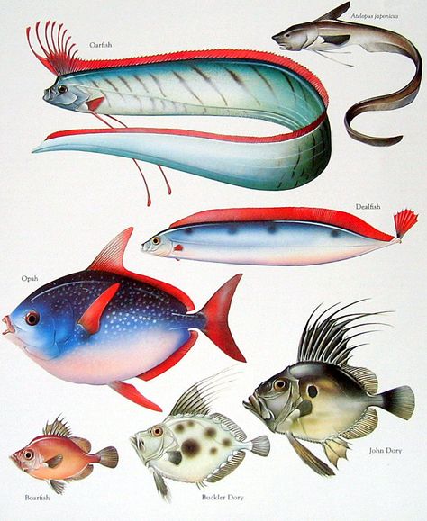 Oarfish, Dealfish, Opah, Boarfish 1984 Vintage Fish Book Plate Colored Fish Chart, Fish Illustration, Fish Drawings, Types Of Fish, Scientific Illustration, Vintage Fishing, Arte Animal, Marine Animals, Ocean Creatures