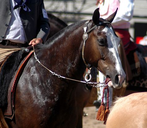 https://flic.kr/p/6q7dY2 | war bridle Horse Adventure, Indian Horses, Reining Horses, Western Horse Tack, Horse Bridle, Horse Equipment, Horse Gear, All The Pretty Horses, Bridles