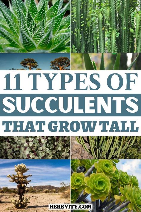 Here's a list of 11 types of succulents that grow tall you must try. A few are easy to take care of and some are extremely difficult to maintain. However, each has its own unique beauty that should not be missed. Succulents Types, Unique Cactus Plants, Tall Cactus Plants, Types Of Cactus Plants, Tall Succulents, Tall Cactus, Tall Indoor Plants, Succulent Tree, Indoor Cactus