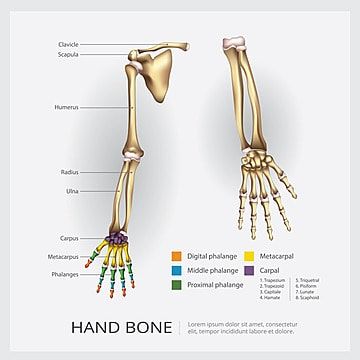 distal,rencana,jari,realistis,kesehatan,dokter,belajar,bersama,artikulasi,fungsi,lengan,belakang,obat,biologi,ilmu urai,organ,falang,ruas,medis,morfologi,belajar,ilmu,terpencil,fisiologi,chiropractic,metakarpal,klinik,sistem,pergelangan tangan,tubuh,anatomis,tulang pergelangan tangan,riset,vektor,tangan,ortopedi,manusia,ilustrasi,chiropractor,operasi,kerangka,rsud,gerakan,proksimal,diagram,kompleksitas,analisis,tulang,karpal Bones, Vector Illustration