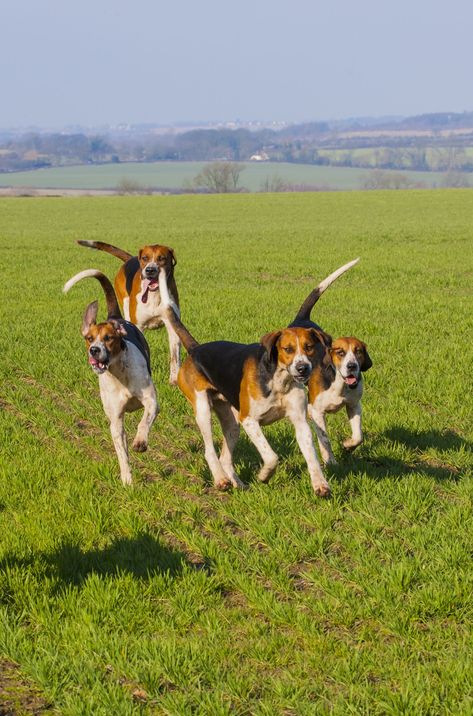 Best Medium Sized Dogs, Best Large Dog Breeds, Large Dog Costumes, Medium Sized Dogs Breeds, Family Dogs Breeds, English Foxhound, First Pet, Smartest Dogs, Treeing Walker Coonhound