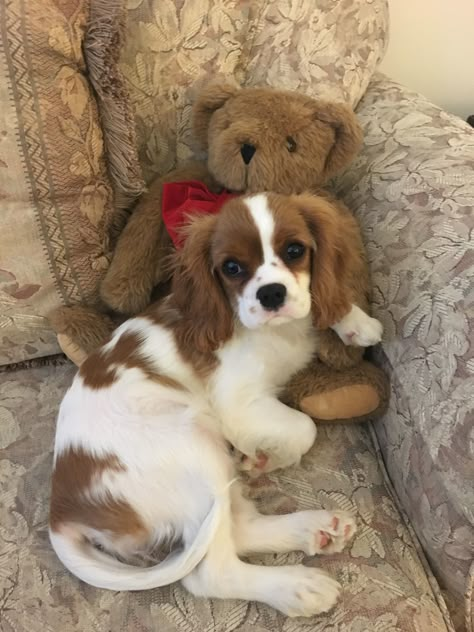 Cavalier King Charles Spaniel Puppy, Charles Spaniel Puppy, King Charles Spaniel Puppy, Cavalier King Spaniel, King Spaniel, Cavalier Dog, Cavalier Puppy, Cavalier King Charles Dog, King Charles Dog