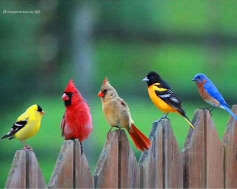 From-left-to-right: A Goldfinch, A Cardinal Pair, An Oriole, And An Eastern Bluebird: "Sitting On The Fence." ♡♡♡♡♡ Kinds Of Birds, All Birds, Backyard Birds, Exotic Birds, The Fence, Pretty Birds, Bird Photo, Angry Birds, Colorful Birds