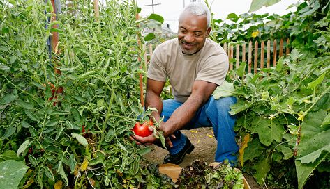 Switching from a conventional to an organic garden is doable. Follow these recommendations to help prepare your soil to produce delicious vegetables. Zone 9b Plants, 9b Plants, Garden Zone 9b, Zone 9b, Plant Hardiness Zone Map, Play Your Cards Right, Climate Zones, Zone 9, Delicious Vegetables