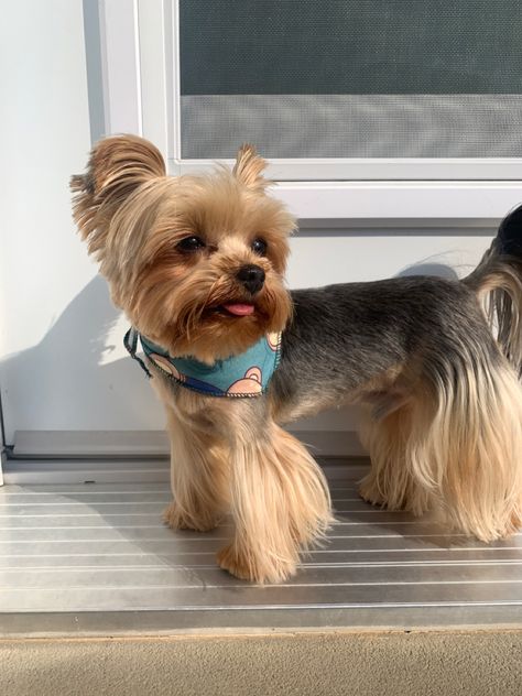 Yorkie Female Haircut, Long Hair Yorkie Haircuts, Silky Terrier Haircut, Male Yorkie Hairstyles, Short Yorkie Haircut, Yorkie Puppy Cut, Yorkie Haircut, Yorkie Hair, Yorkie Cuts