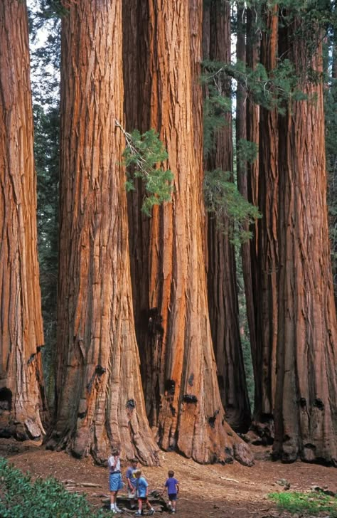 Giant Sequoia trees. Sequoia National Park, National Park, Trees, Forest