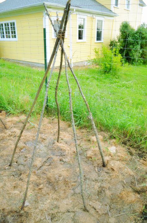 Stick Teepee, Build A Teepee, Bean Teepee, Natural Play, Nature Play, Green Bean, A Stick, Play Area, The Valley