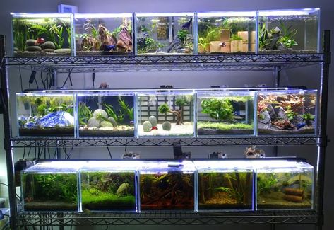 Multiple Fish Tank Setup, Betta Fish Tank Ideas Aquascaping, Fish Tank Rack, Aesthetic Fish Tank Ideas, Betta Aquascape, Betta Breeding, Unique Fish Tanks, Betta Fish Tank Ideas, Aquarium Room