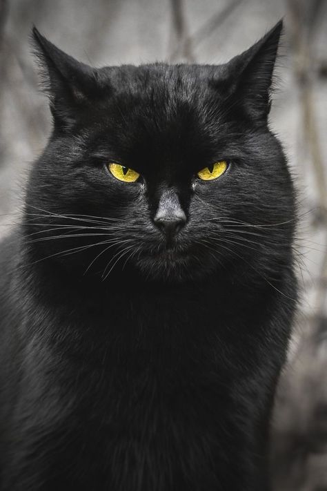 Portraits von streunenden Katzen Pretty Pets, Cats Stuff, Pretty Cat, Stray Cats, Precious Animals, Healthy Cat, A Black Cat, Cat Black, Cute Black Cats