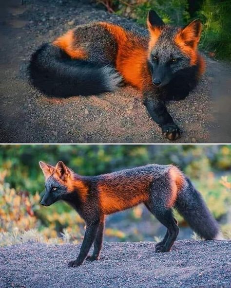 Good Morning, Dear Friends. I present the Black and Orange Fire Fox. Melanism is a genetic condition where an animal has an excess of melanin pigment, resulting in darker fur. In this case, the fox has a striking combination of black and orange fur. And the story behind it: https://www.boredpanda.com/black-orange-cross-fox-photo-sam-gaby/?fbclid=IwY2xjawEbRa5leHRuA2FlbQIxMQABHRwsFljtrEAtrjG_iPibocx3-V1EydU4XJHyy7HW2AEGIHTGOeLhuU6YGA_aem__lcYLEWexlh6b57kQ7B6qg#post Cross Fox, Fox Character, North American Animals, Black Fox, Orange Fox, Fox Hunting, Rare Animals, Fox Art, Weird Animals