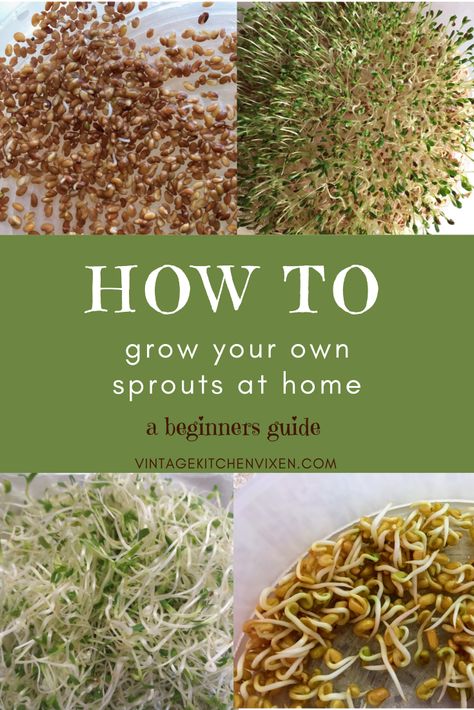 How To Sprout Seeds, How To Grow Sprouts, Sprout Seeds, Grow Sprouts, Microgreens Recipe, Growing Sprouts, Alfalfa Sprouts, Growing Microgreens, Sprouting Seeds