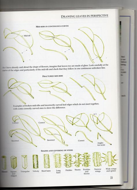 How to draw leaves - Album on Imgur Draw Leaves, Botanical Line Drawing, Flower Drawing Tutorials, Flower Art Drawing, Leaf Drawing, Floral Drawing, Plant Drawing, Nature Drawing, Botanical Drawings