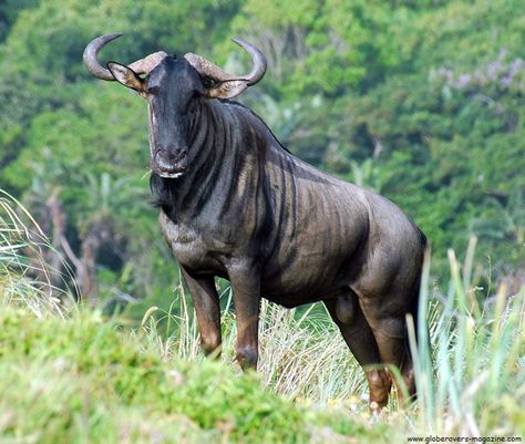 Blue Wildebeest, Transkei Coast, South Africa South African Animals, Blue Wildebeest, Buffalo Animal, Animals With Horns, Wild Animal Wallpaper, African Antelope, South Africa Wildlife, Africa Wildlife, African Wild Dog Photography