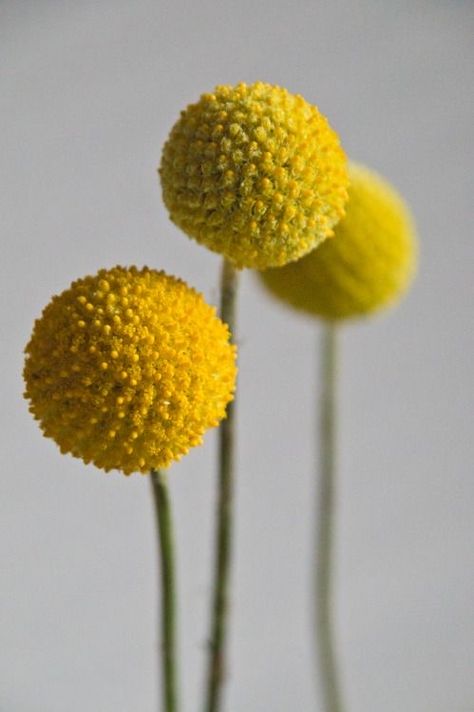 Bright Wedding Flowers, Flower Identification, Billy Buttons, Fleur Orange, Ikebana Arrangements, Fall Flower Arrangements, 365 Project, Green Photo, Bouquet Arrangements