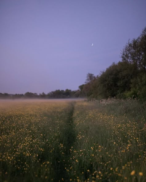 Meadow Of Flowers Aesthetic, Nature Spring Aesthetic, Summer Woods Aesthetic, Grassy Field Aesthetic, Late Spring Aesthetic, Spring Night Aesthetic, Late Summer Aesthetic, Dusk Aesthetic, Meadow Aesthetic