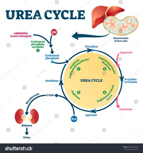 Urea cycle vector illustration. Labeled educational ornithine explanation scheme. Anatomical biochemical reactions that produces from ammonia. Diagram with detailed explanation process description. #Ad , #Sponsored, #ornithine#educational#scheme#explanation Urea Cycle, Biochemistry Notes, Medicine And Surgery, Nitrogen Cycle, Studying Medicine, Study Biology, Biology Facts, Medical Student Study, Nursing School Survival