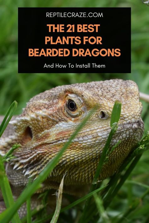 Breaded Dragon Tank Ideas, Bearded Dragon Terrarium Ideas, Dragon Air, Bearded Dragon Terrarium, Bearded Dragon Enclosure, Bearded Dragon Tank, Lizard Tank, Bearded Dragon Care, Poodle Cuts