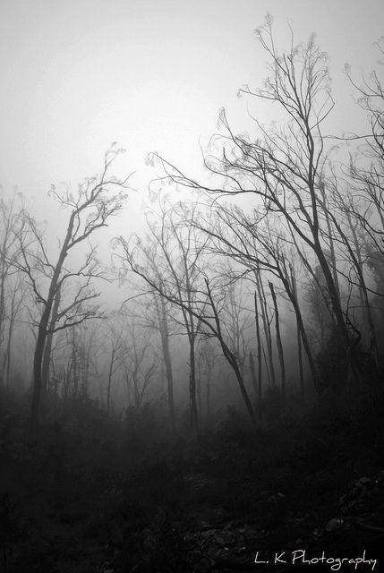 Dead Trees Book Wings, Scary Trees, Scary Tree, Scary Photography, Foggy Landscape, Johnny Cade, Bare Trees, Dark Tree, Low Expectations