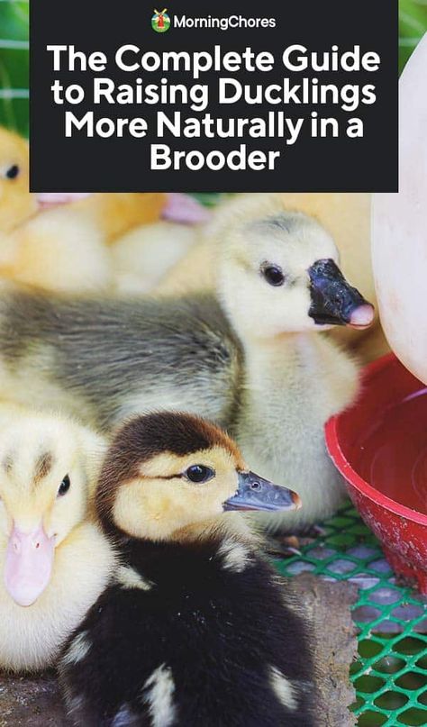 Duck Brooder Ideas, Homesteading Ducks, Duckling Brooder, Duck Brooder, Raising Ducklings, Duck Ideas, Pine Shavings, Backyard Ducks, Raising Ducks