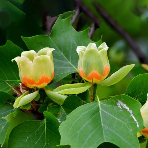 Tulip poplar (Liriodendron tulipifera). The tulip poplar is not a poplar at all but is a member of the magnolia family. It gets its name from the tulip-shaped flowers that are green and yellow. It is the tallest Eastern hardwood and was prized by Native Americans as a favorite tree to use to make dugout canoes. Tulip Poplar Tree, Liriodendron Tulipifera, Fast Growing Shade Trees, Tulip Poplar, Tulip Tree, Garden Types, Vascular Plant, Pollinator Garden, Shade Trees