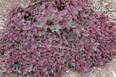 Sedum 'Firecracker' PP 26,595 Juniper Level Botanic Garden / Plant Delights Rabbit Resistant Plants, Succulent Garden Landscape, Front Yard Plants, Yard Plants, Succulents For Sale, Fairy Garden Plants, Pollinator Plants, Rock Garden Plants, Buy Succulents