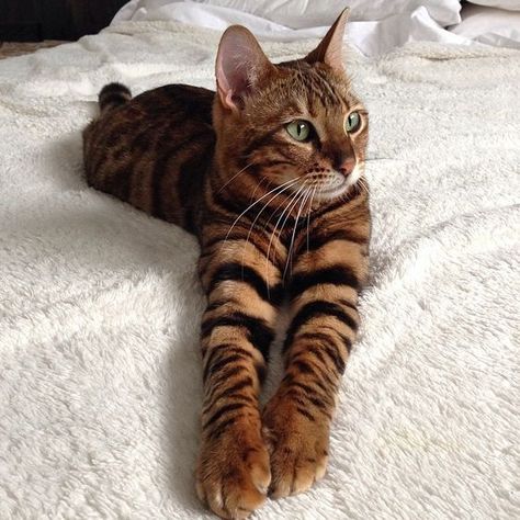 Domestic Tiger Cat: The Toyger Domestic Shorthair Cat, Tiger Striped Cat, Gato Bengali, Striped Cats, Toyger Cat, Shorthair Cat, Bengal Cats, Striped Cat, Beautiful Cat Breeds