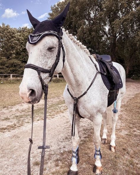 Fleabitten Grey Horse Jumping, Fleabitten Grey Horse, Fleabitten Horse, Grey Horses, Horse Riding Outfit, Dream Horse Barns, Show Jumping Horses, Equestrian Aesthetic, Beautiful Horse Pictures