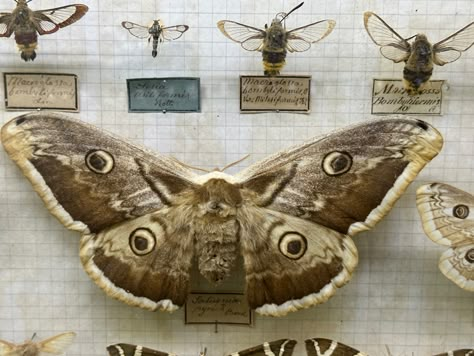 Atlas Moth Aesthetic, Moth Bitten Library, Bug Pinning Aesthetic, Moth Pinning, Pinned Bugs, Insects Aesthetic, Drawtober 2023, Entomology Aesthetic, King Oberon