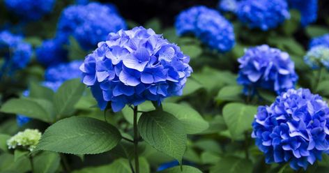 Hydrangeas Blue, Common Garden Plants, Big Leaf Hydrangea, Bigleaf Hydrangea, Pink Hydrangeas, Hydrangea Bloom, Sensitive Plant, Hydrangea Garden, Blue Hydrangeas