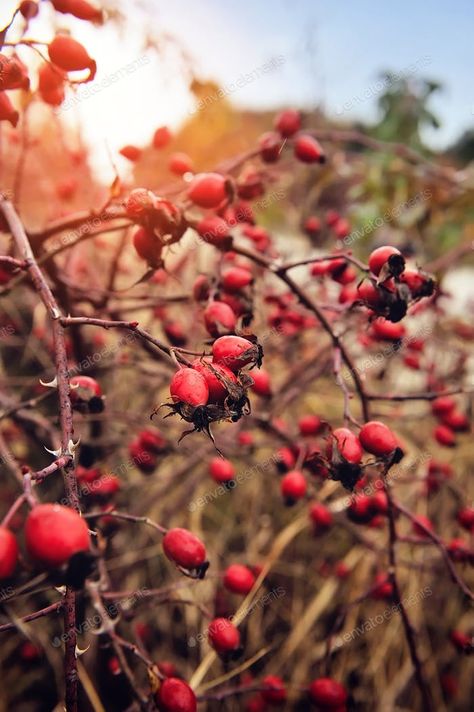 Beauty Berry, Elderberry Bush, Bright Brown, Berry Branch, Garden Grass, Autumn Background, Autumn Rose, Healthy Herbs, Outdoor Park