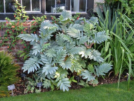 Tropical Garden Plants, Architectural Plants, Plants Uk, Tropical Garden Design, Jungle Gardens, White Gardens, Perfect Garden, Foliage Plants, Large Plants