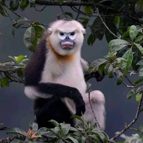 Snub Nosed Monkey, Ugly Monkey, Monkey Types, Monkey Species, Snub Nose, Types Of Monkeys, Monkey World, Monkey Illustration, Ape Monkey