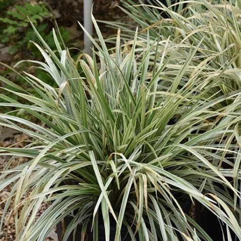 NP:Aztec Grass Lily Turf Grass Landscaping, Lily Turf, Liriope Muscari, Texas Native Plants, Flower Identification, Grasses Landscaping, Evergreen Plants, Fountains Outdoor, Flower Spike