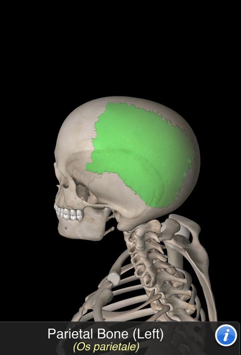 Os Parietale Dental Morphology, Bone Anatomy, Anatomy, Bones