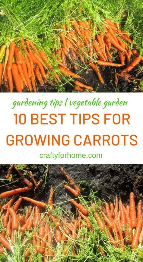 10 Best Tips For Growing Carrots | Gardening tips on how to grow carrots for the best harvest at home garden. #gardeningtips #growingcarrots #vegetablegraden #organicgarden #carrotforcontainergarden | Crafty For Home Carrots Growing, Grow Carrots, Compost Container, Carrot Gardening, Growing Carrots, Growing Veggies, Gardening Vegetables, Garden Veggies, Garden Types