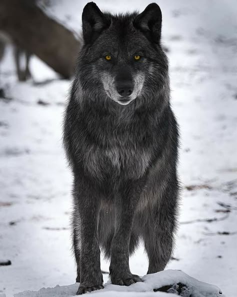 Angry Wolf, Native American Wolf, Wolf Photography, Wolf Painting, Wolf Photos, Wolf Spirit Animal, Wolf Love, Wolf Pictures, Beautiful Wolves