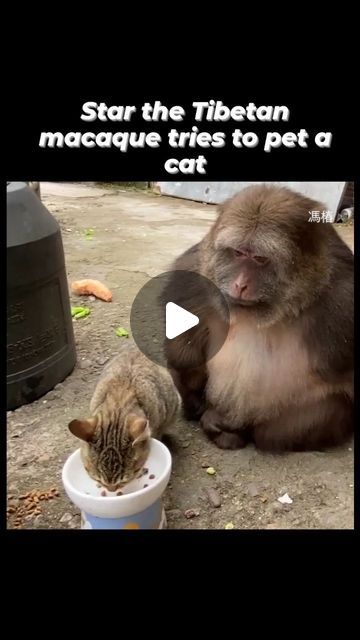 World of Cats on Instagram: "Follow Fore More 🐾 . . . . #cat #cats #catsofusa #catsofinstagram #catstagram #catlover #petstagram #pets #reels" Cat Funny Pics, Funny Cat Videos Hilarious, Cat Videos Hilarious, Korat Cat, Best Cat Gifs, Dog Essentials, Cute Cat Gif, Animal Sanctuary, Happy Animals