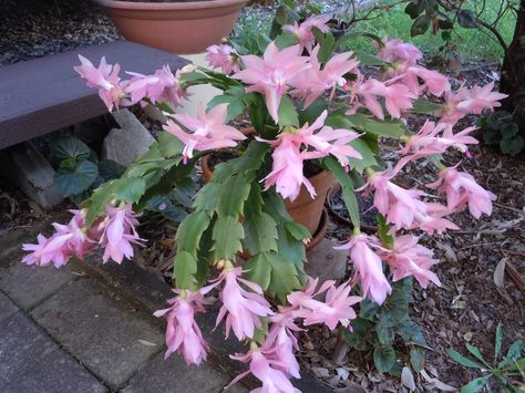 Zygo cactus Zygo Cactus, Hanging Cactus, Fishbone Cactus, Rockery Garden, Easter Cactus, Holiday Cactus, Garden Cactus, Cactus Care, Blooming Cactus