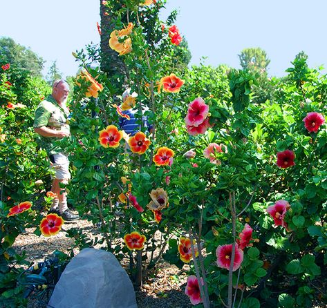 The Southern California Hibiscus Society was lucky enough to get to visit the gorgeous hibiscus garden of Erny in Orange County. Description from exotic-hibiscus.com. I searched for this on bing.com/images Hibiscus Garden, Hibiscus Tree, Tropical Landscape Design, Purple Hibiscus, Rainbow Garden, Hibiscus Plant, Day Lilies, Hidden Valley, Orange County California