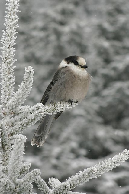 Gray | Grey | Gris | グレー | Grigio | серый | Gurē | Colour | Texture | Pattern | Style | Design | Composition | Gray Jay by xxleeweexx, via Flickr Gray Jay, Gray Winter, Winter Bird, Winter Wonder, Pretty Birds, Jolie Photo, Cute Birds, Little Birds, Birds Of Paradise