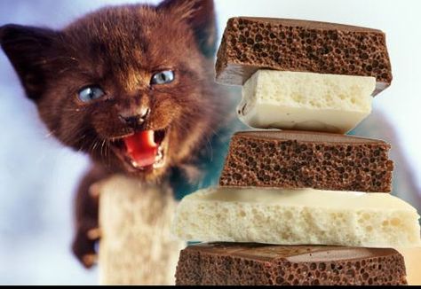 Slideshow: Foods Your Cat Should Never Eat What Cats Can Eat, Toxic Foods, Human Food, Pet Care Tips, Cat Facts, Love Chocolate, Chocolate Baking, Cat Care, Cat Owners