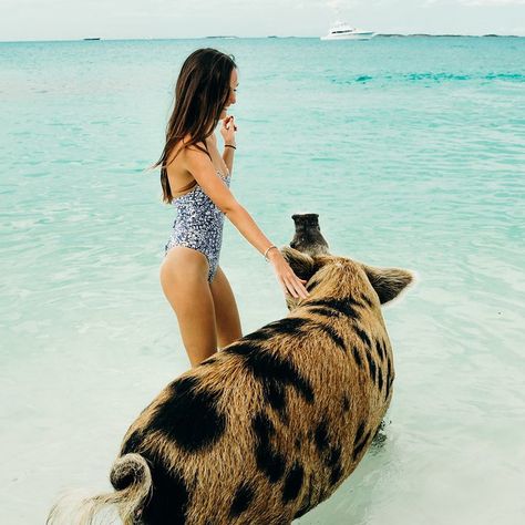 Attractions - Embrace Resort Pig Beach, Bahamas Honeymoon, Pet Shark, Great Exuma, Swimming Pigs, Bahamas Travel, Bahamas Vacation, Nassau Bahamas, Turtle Beach