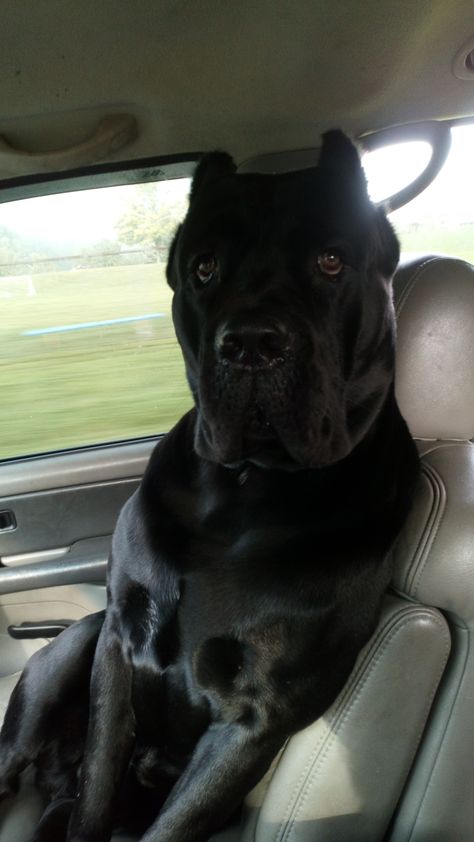 4th generation champion Cane Corso: Kado andrew Can Corso Dogs, Came Corso Puppy, Came Corso Dog, Cane Corso Aesthetic, Cute Cane Corso, Black Cane Corso, Dog Line Art Tattoo, Chien Cane Corso, Tattoos Dog