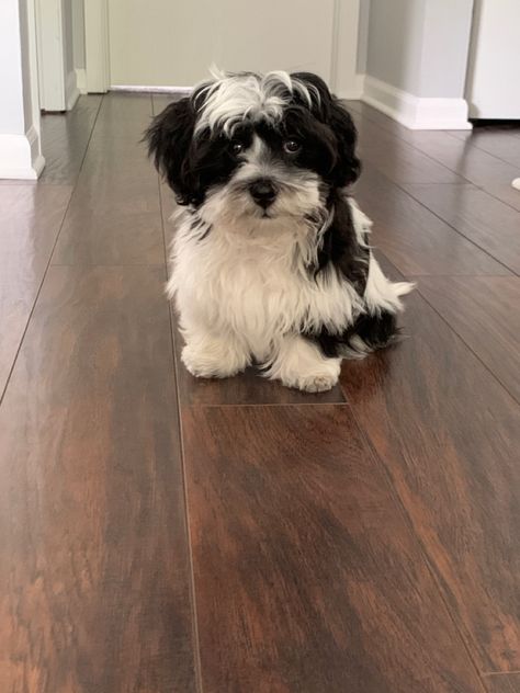 Black And White Yorkie, Havanese Black And White, Black And White Shih Tzu, Maltipoo Black And White, Black And White Shih Tzu Puppy, Shichon Puppies, Havanese Dogs Black And White, Black And White Havanese, Morkie Puppies