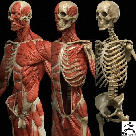 남성 근육, Human Muscle Anatomy, Skeleton Anatomy, Man Anatomy, Anatomy Sculpture, Human Body Anatomy, Anatomy Tutorial, Human Anatomy Drawing, Muscle Anatomy