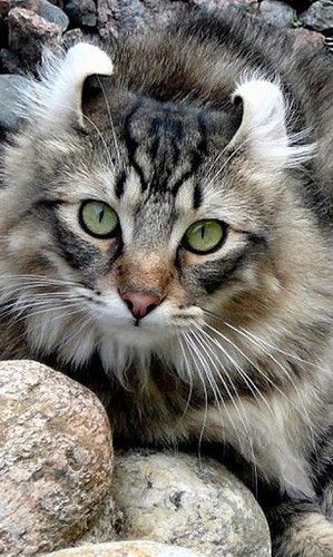 Highlander Cat, Facial Design, Best Cat Breeds, American Curl, Sweet Cat, Gorgeous Cats, Most Beautiful Cat Breeds, Kitty Kitty, Domestic Cat