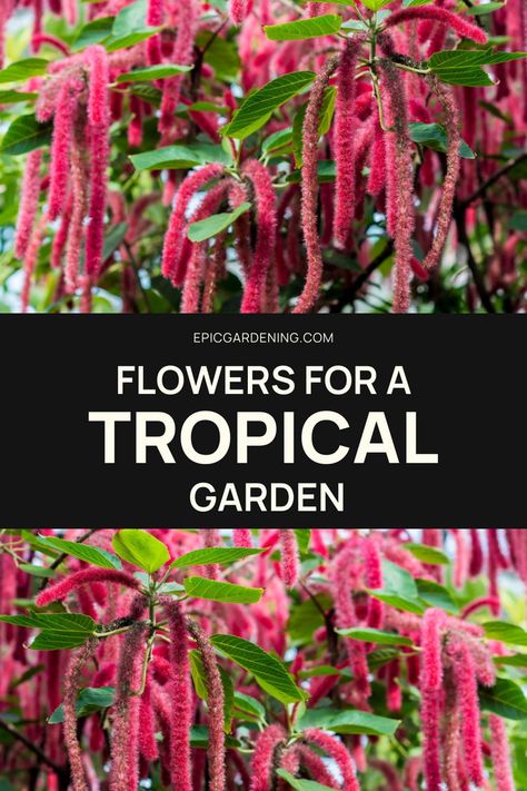 Are you building a tropical oasis or looking for the perfect tropical flowering houseplant to add to your collection? These plants will grow in your backyard if you live in a tropical or subtropical climate. Creating a tropical oasis is easy in these zones. However, most of these plants need to be kept indoors or at least moved indoors during colder weather. Even in the coldest climates, many tropical flowers can be kept as houseplants. Here are some of our favorite flowering tropical plants. Flowers For Indoors, California Tropical Backyard, Hawaiian Plants Tropical Gardens, Small Tropical Backyard Ideas, Lanai Decorating Ideas Florida Tropical Plants, Tropical Plants Outdoor Full Sun Around Pool, Full Sun Tropical Plants Landscapes, Zone 10 Flowers, Cold Hardy Tropical Plants