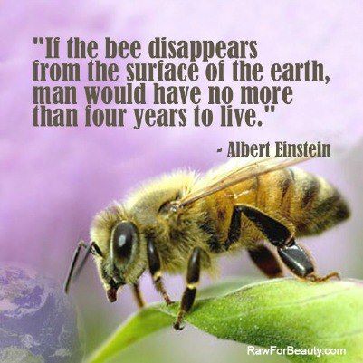 Environmental Quotes, Bee Friendly, Food Chain, Busy Bee, Honey Bees, Bees Knees, Save The Bees, Bee Happy, Save Earth